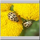 Tytthaspis 16-punctata - 16-Punkt 01.jpg